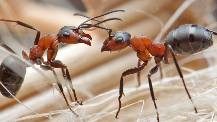Pest Control for Ants