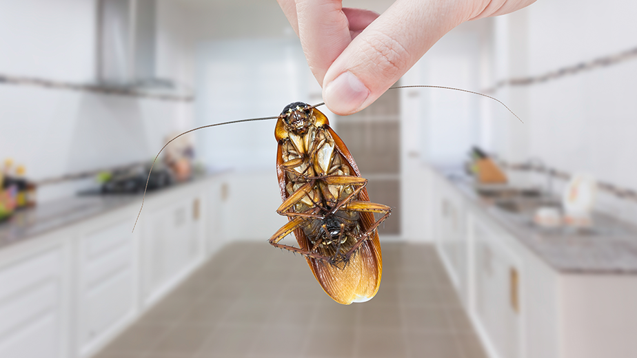 Cockroaches
