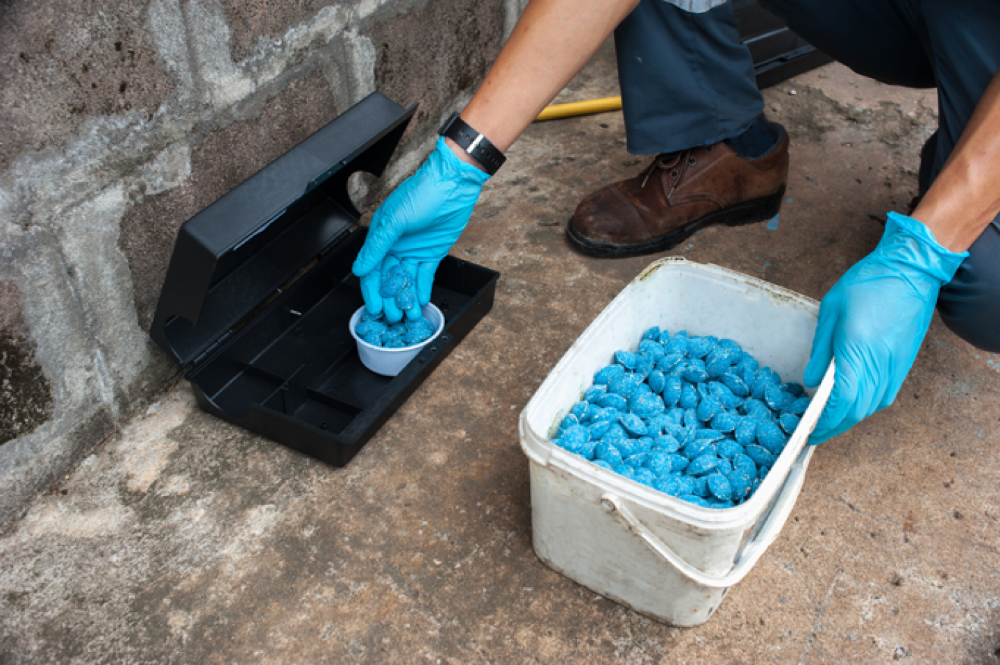 Blue Rat Poison
