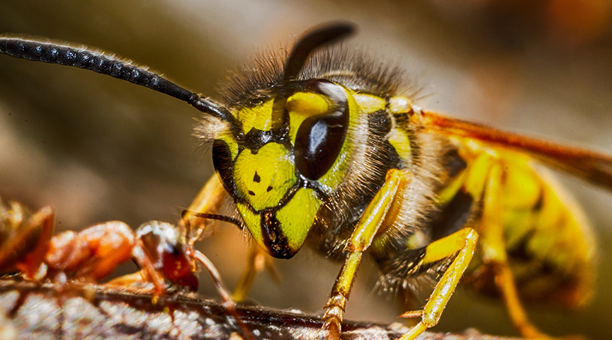 Pest Control for Wasps